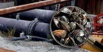Marine organisms accumulated inside seawater pipework